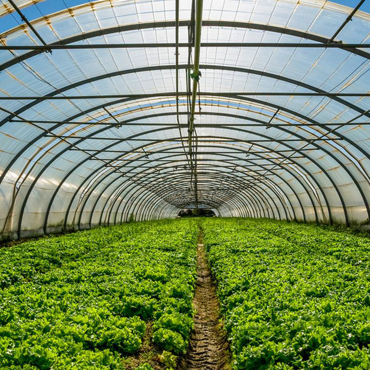 8x30 Metal Çerçeve Ticari Tek  - Agriculture Tomato Farming incelemesi ve fiyatı