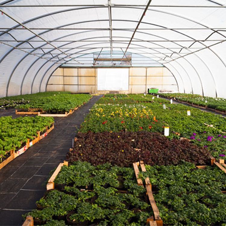8x30 Metal Çerçeve Ticari Tek  - Agriculture Tomato Farming incelemesi ve fiyatı