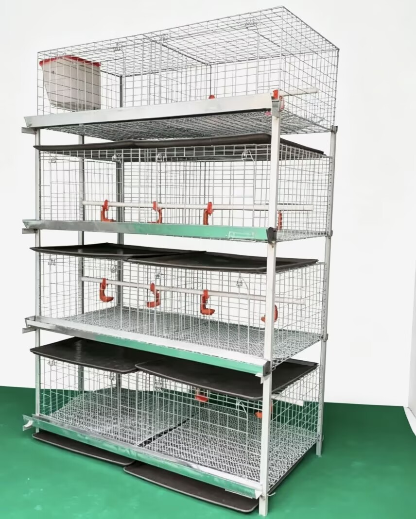 Yeni H Tipi Broiler Tavuk Kafe - Farming System & Sustainable Agriculture incelemesi ve fiyatı